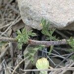 Anthemis maritima Foglia