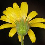 Arnica lanceolata Цветок