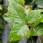 Rubus fruticosus Levél