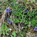 Polygala alpestris Habitus