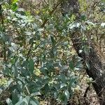 Solanum aligerum Elinympäristö