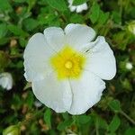 Cistus salviifolius Flors