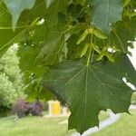 Acer platanoides Лист