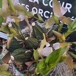 Lycaste tricolor Habitatea