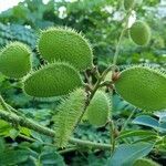 Caesalpinia bonduc Vrucht