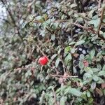 Cotoneaster microphyllus 形态