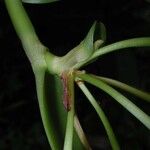 Epidendrum chlorocorymbos Bark