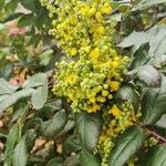 Berberis repensFlower