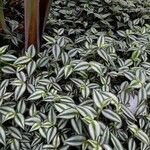 Tradescantia zebrina List