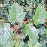 Rubus tricolor Habit