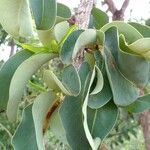 Erythroxylum coca برگ