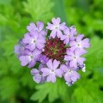 Verbena lilloana