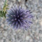 Echinops ritro Цвят