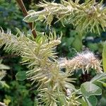 Salix hastata Fruit