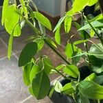 Euphorbia graminea Blad