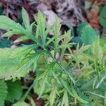 Scabiosa triandra पत्ता