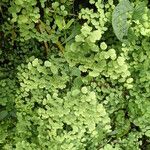 Adiantum poiretii Лист