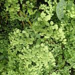 Adiantum poiretii 葉