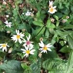 Symphyotrichum lanceolatumFlower