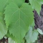 Tilia mongolica Feuille