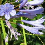 Agapanthus africanus Flor