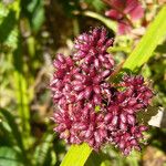Oenanthe sarmentosa Flower