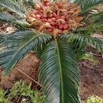 Cycas circinalis果實