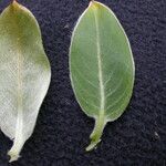 Salix daltoniana موطن