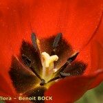 Tulipa planifolia Floare
