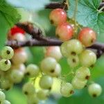 Ribes rubrum অভ্যাস