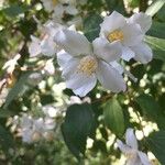 Philadelphus coronarius Flower