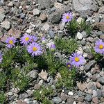 Erigeron elegantulus Habitat