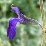 Salvia chamaedryoides Цвят