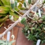 Gasteria carinata Fruit