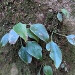 Antrophyum mannianum Hoja