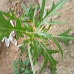 Crambe arborea Hoja