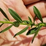 Lythrum alatum Leaf