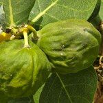 Calotropis proceraFrugt