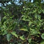 Polyscias mackeei Habit