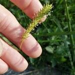 Carex vesicaria Плід