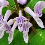 Plectranthus ernstii 花