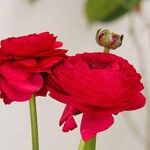 Ranunculus asiaticusFlower