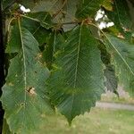 Castanea mollissima Folha