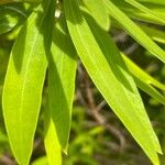 Globularia salicina Leaf