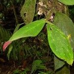 Columnea maculata Hoja