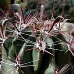Ferocactus peninsulae ശീലം