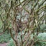 Rhododendron orbiculare Habitus