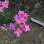 Kohautia grandiflora Kvet