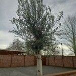 Olea europaea 形態