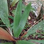 Dypsis louvelii Hoja